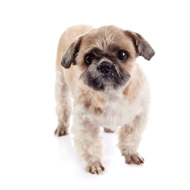 Dekoratif bir shih tzu nesil eğlenceli