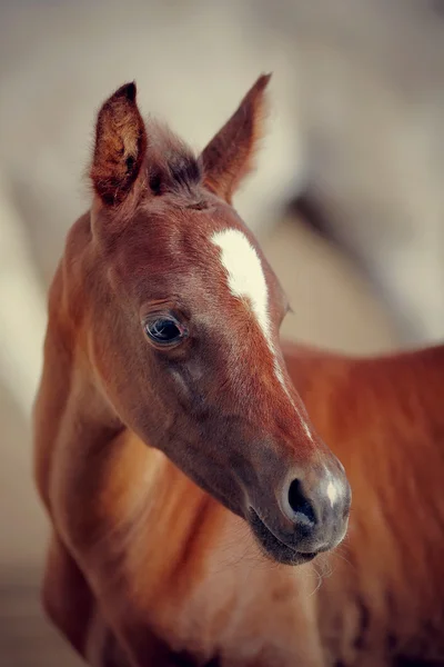 Portrait of a foal of a sports horse. — Stock Photo, Image