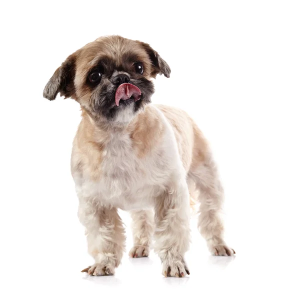 Decorative licking lips doggie of breed of a shih-tzu — Stock Photo, Image