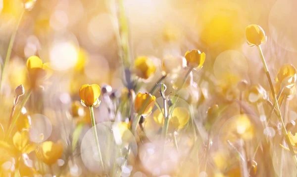 As flores silvestres amarelas de um buttercup — Fotografia de Stock