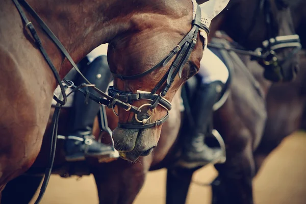 Cavalos desportivos antes de competições . — Fotografia de Stock