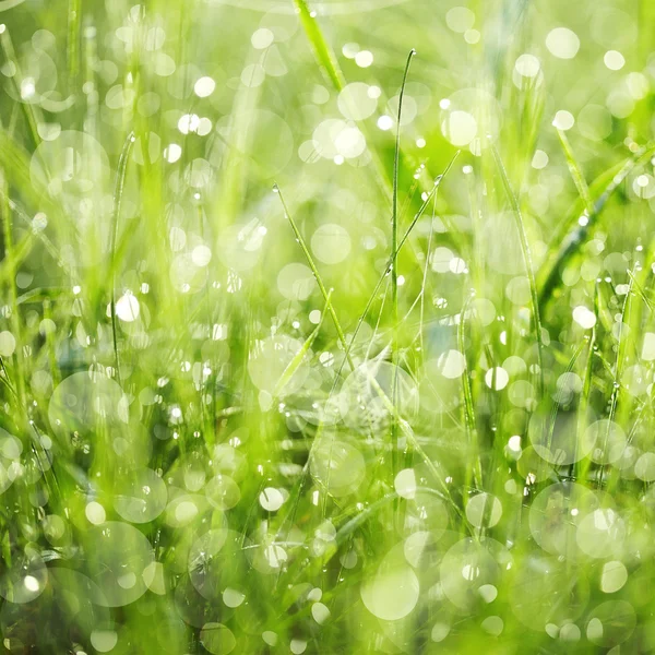 在露水湿绿草滴 — 图库照片