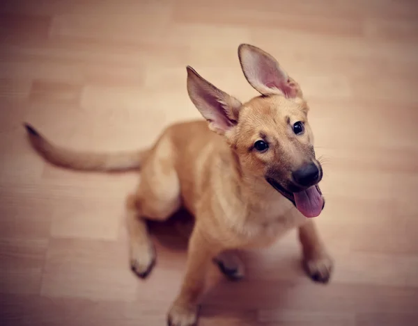 Perrito beige ridículo de un mestizo. — Foto de Stock