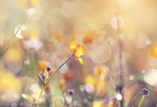 Fleurs sauvages jaunes d'un buttercup . — Photo