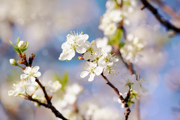 Weiße Blüten der Kirsche. — Stockfoto