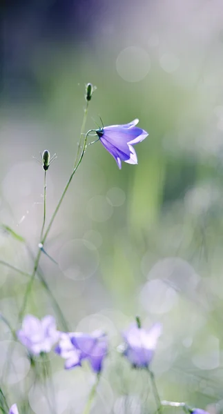 Niebieskie kwiaty dzikiego Harebells (Campanulas) — Zdjęcie stockowe