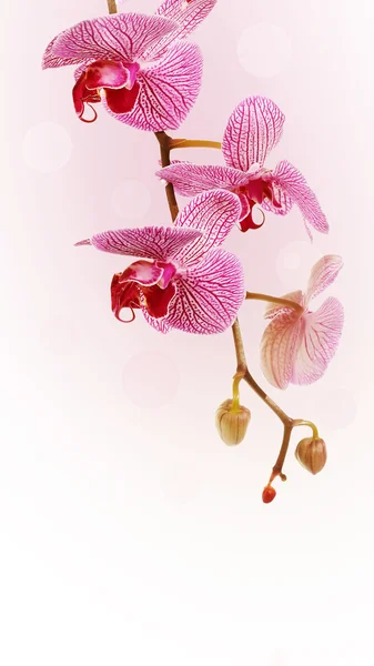 Větev s květy orchideí Phalaenopsis. — Stock fotografie