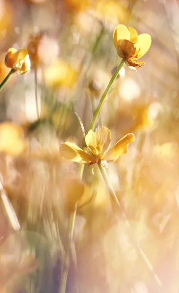 The yellow flowers of a buttercup — Stock Photo, Image