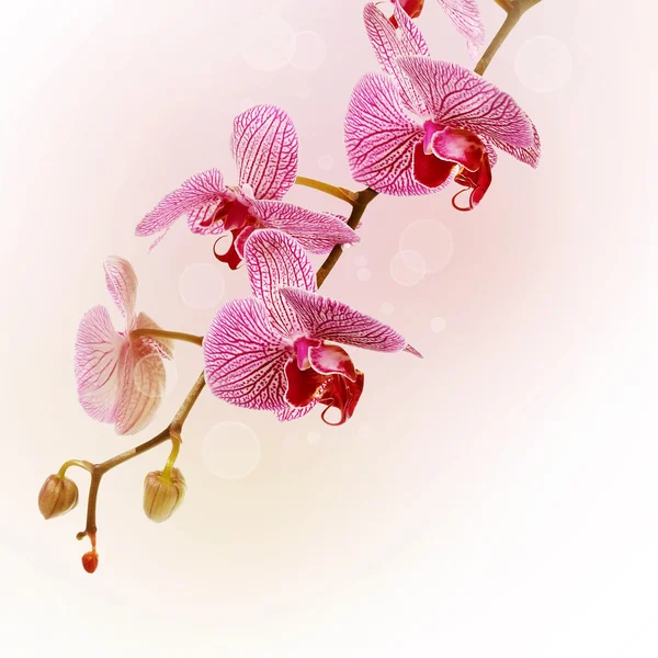 Větev s květy orchideí Phalaenopsis. — Stock fotografie