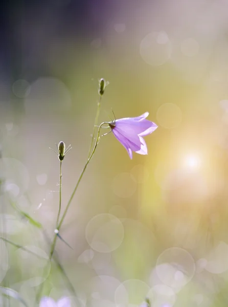 Harebells (Campanulas) fiori blu selvatici — Foto Stock