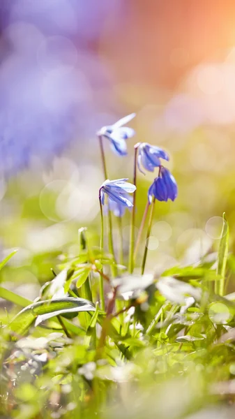 Wiosną niebieski przebiśnieg - Scilla Siberica — Zdjęcie stockowe