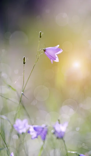 Harebells (Campanulas) lato dzikich kwiatów — Zdjęcie stockowe