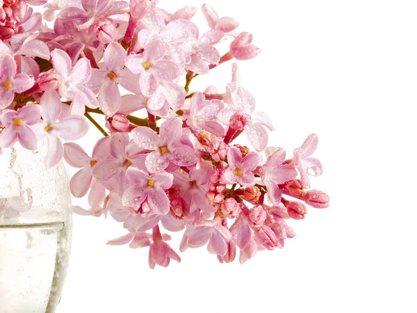 Fliederzweig im Glas. — Stockfoto