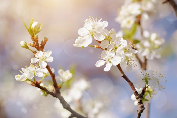 Белые цветы вишни . — стоковое фото