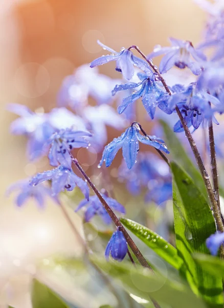 Spring blue flowers - a Scilla Siberica — Stok Foto