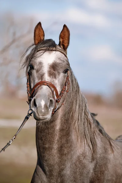 Porträtt av en sport hingst — Stockfoto