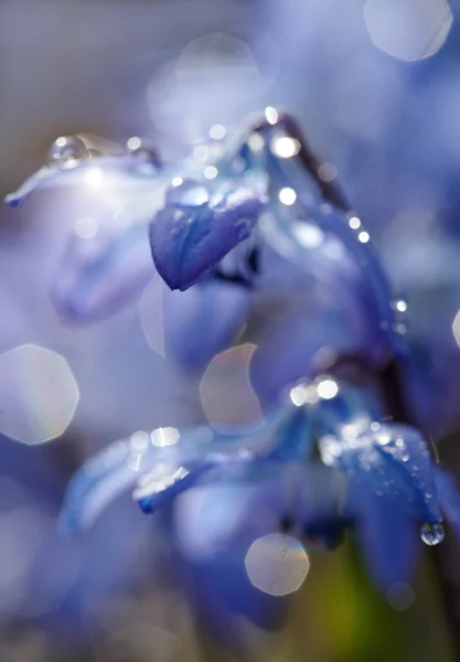 Розфокусовані фону з квітами весни, синій - Шиллі Siberica — стокове фото