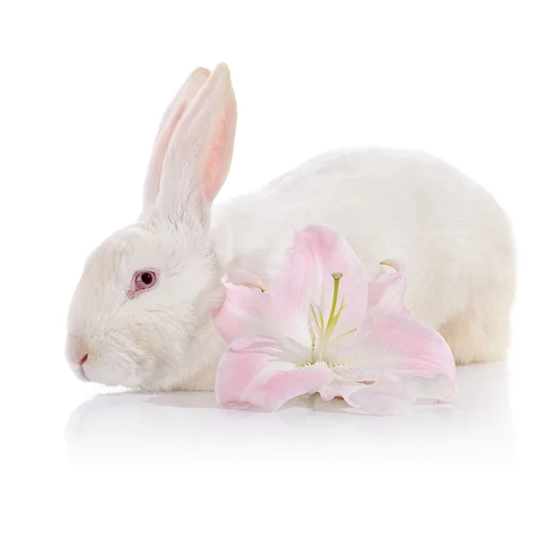 White rabbit and white-pink lily. — Stock Photo, Image