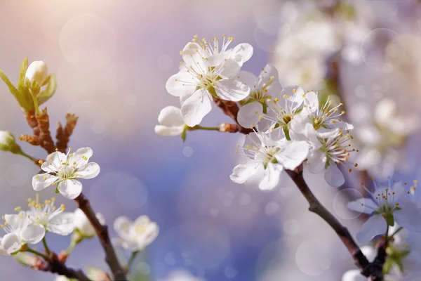 Kirschzweige mit Blüten an einem sonnigen Frühlingstag. — Stockfoto