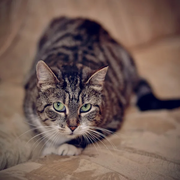 Gato gris rayado con ojos verdes . —  Fotos de Stock