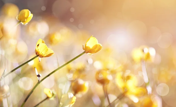 Bakgrund med gula blommor av en smörblomma — Stockfoto