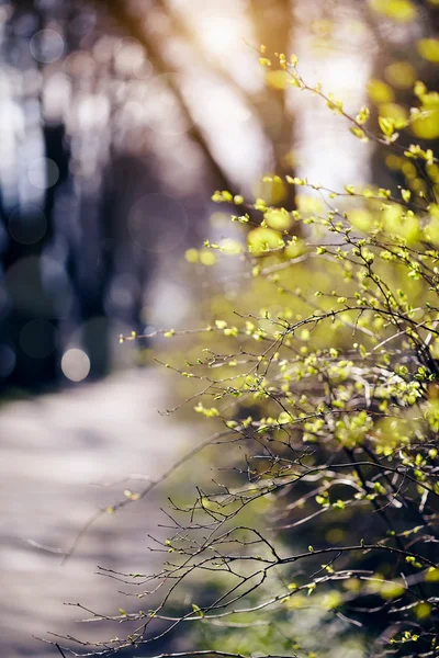 Las ramas de los arbustos iluminados con el sol . —  Fotos de Stock