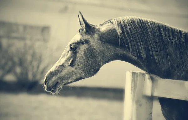 Not color portrait of a sports thoroughbred stallion — Stock Photo, Image