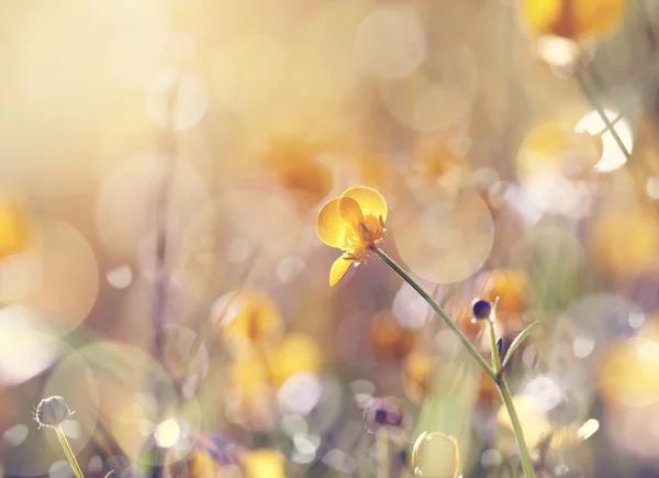 Bakgrund med gul blomma av en smörblomma — Stockfoto