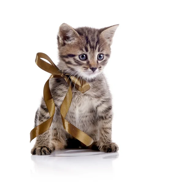 Полосатый маленький домашний котенок с луком — стоковое фото