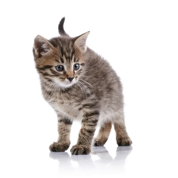 Piccolo gattino domestico a strisce . — Foto Stock