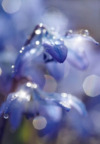 Defocused blue background with spring flowers - a Scilla Siberica — Stock Photo, Image