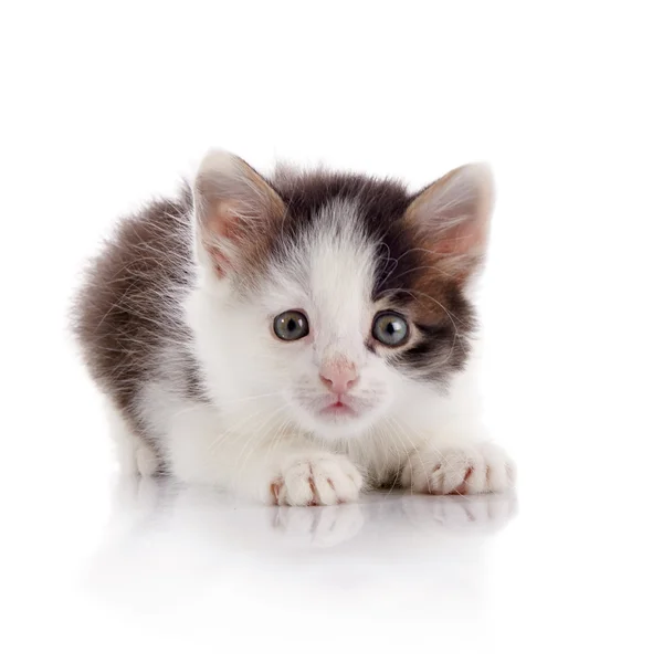 O gatinho doméstico manchado assustado . — Fotografia de Stock