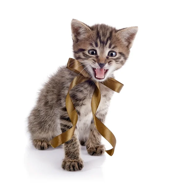 El gatito maullero rayado con un arco . — Foto de Stock