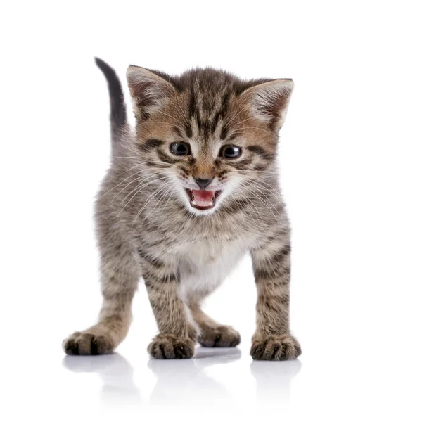 The striped amusing mewing kitten. — Stock Photo, Image