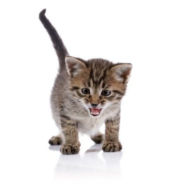Çizgili eğlenceli mewing yavru kedi.