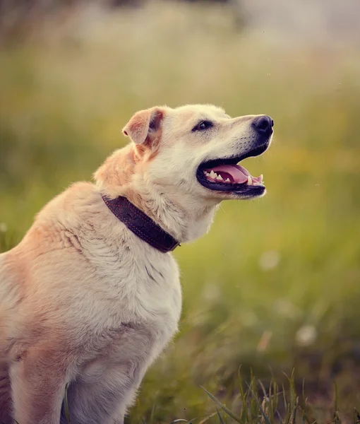 Retrato de un gran perro beige . — Foto de Stock