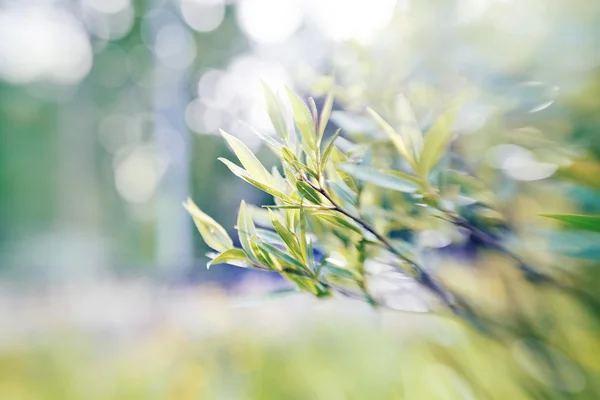 Willow takken van onscherpe achtergrond met bokeh. — Stockfoto