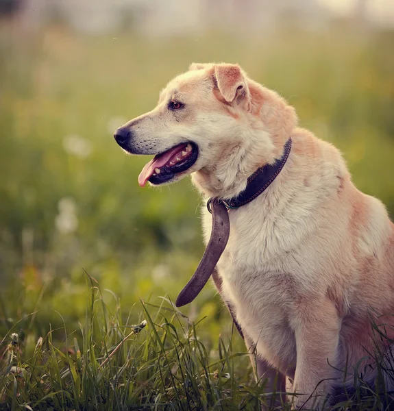 Portret van de beige hond zit in een gras. — Stockfoto