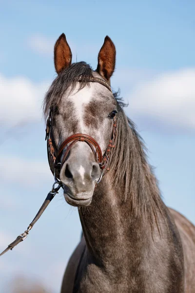 Portrait of a sports thoroughbred horse. — Stock Photo, Image
