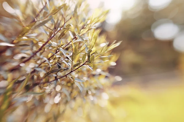 Bokeh söğüt dalları ile birlikte arka plan. — Stok fotoğraf