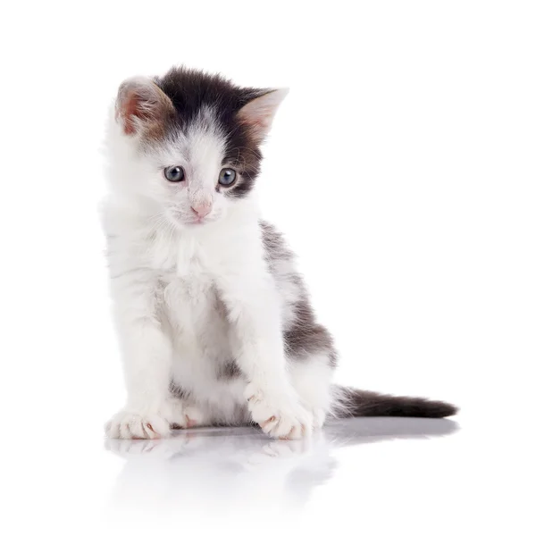 The lovely spotty kitten. — Stock Photo, Image