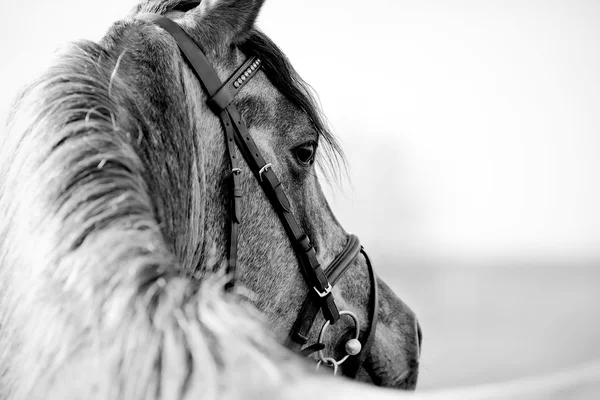Black-and-white portrait of a sports stallion — Stock Photo, Image