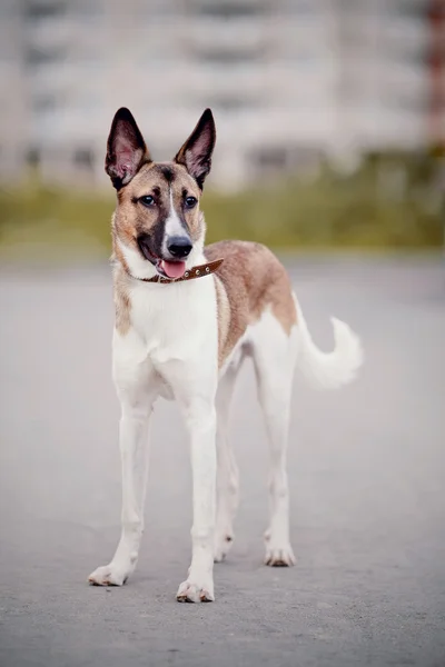 Perro doméstico de raza no pura — Foto de Stock