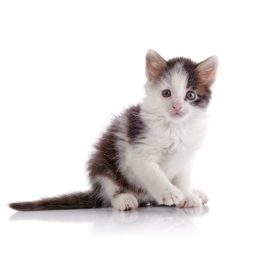 Güzel sivilceli küçük yavru kedi.