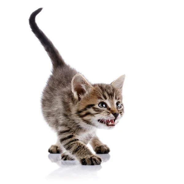 Striped angry domestic kitten. — Stock Photo, Image