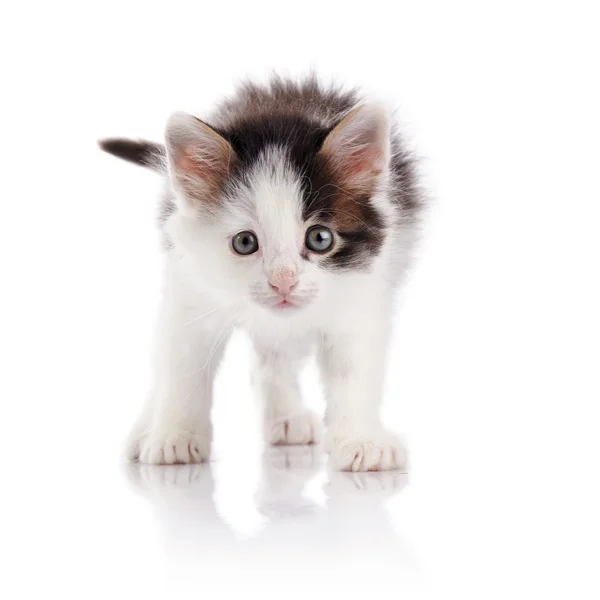 O gatinho manchado . — Fotografia de Stock