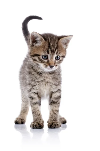 Piccolo gattino a strisce . — Foto Stock