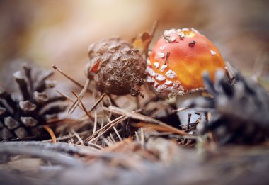 Küçük sinek agaric ve çam kozalakları.