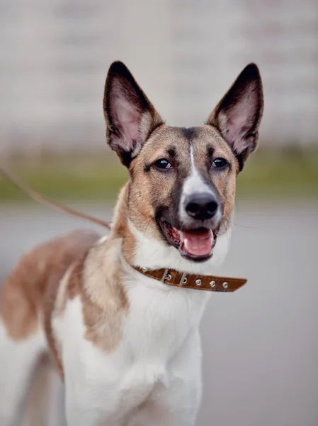 Porträt eines fröhlichen, nicht reinrassigen Haushundes — Stockfoto