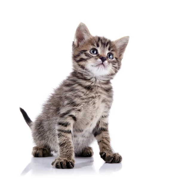 Striped lovely kitten. — Stock Photo, Image